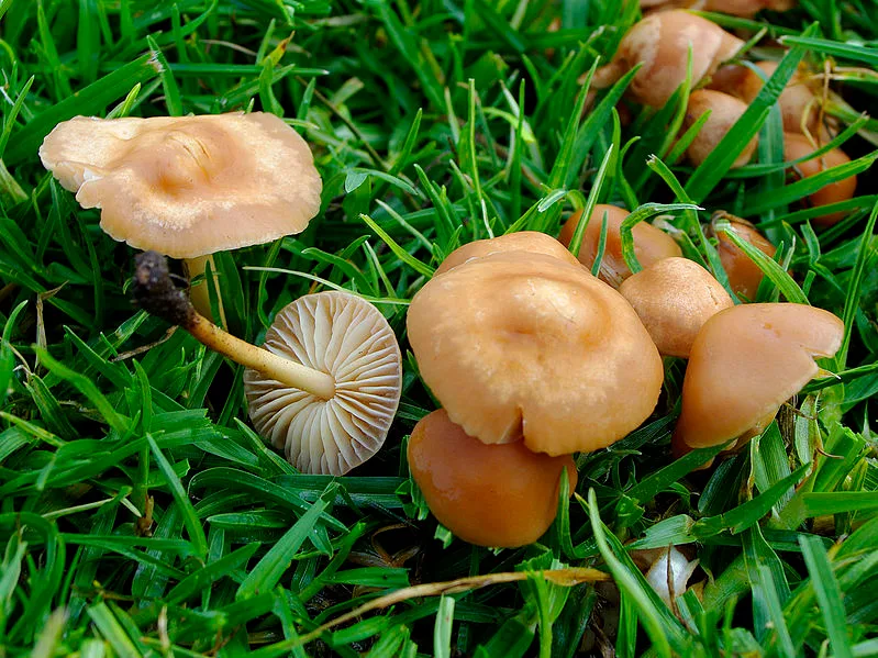799px 2010 10 16 Marasmius oreades Bolton Fr 112276