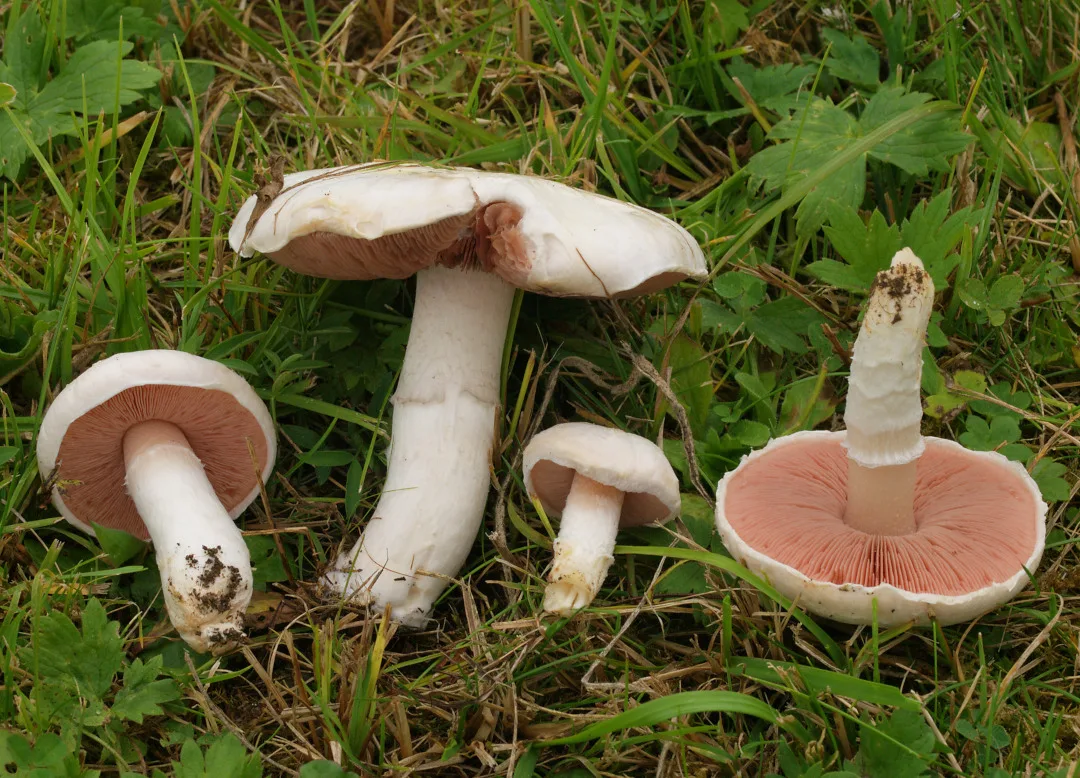 agaricus campestris