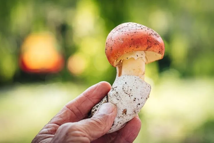 amanita cesarea