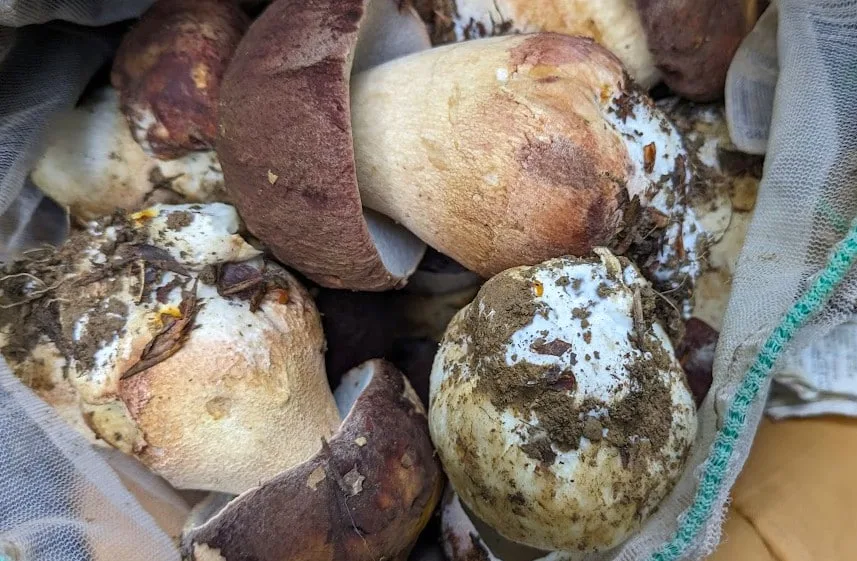 edulis boletus