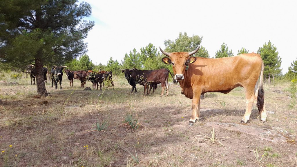 lidia valverde tauro scaled a5c3x0.tmp