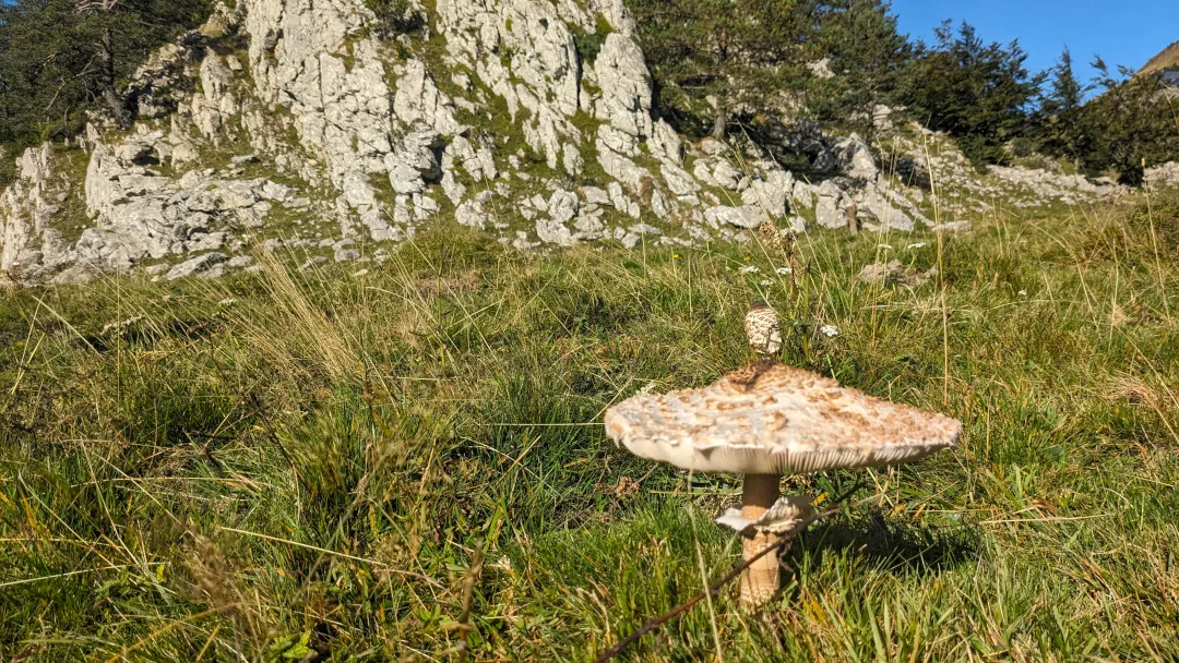 macrolepiota