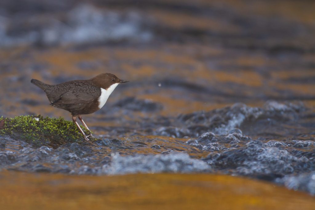 dipper