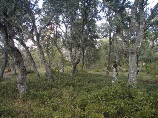 Presa de la Rocha 2 Dehesa de Olmeda de Cobeta