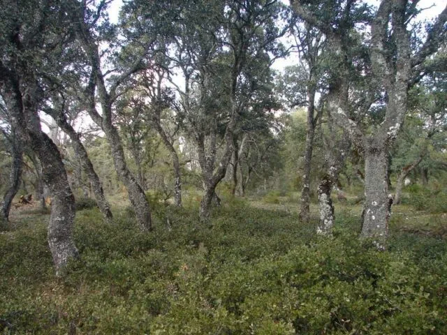 Dehesa de Olmeda de Cobeta