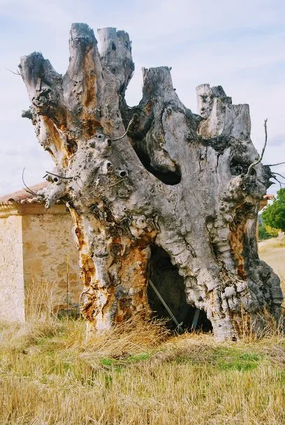Olmos de la Soledad 1 Olmos de la Soledad