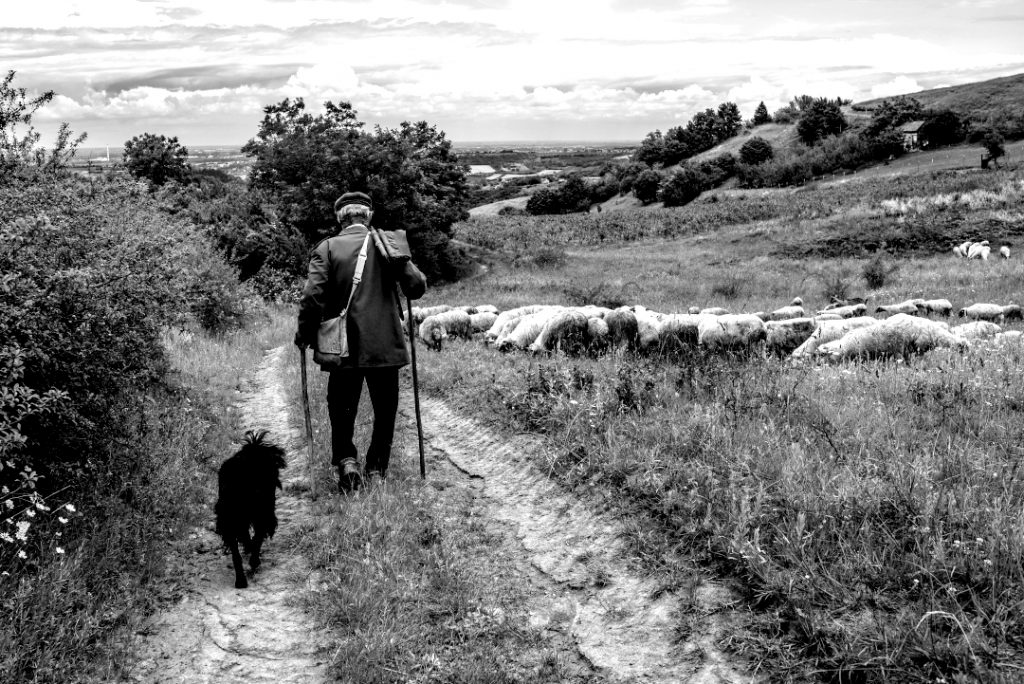 black and white shepherds