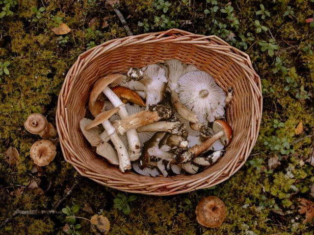 8 champignons de printemps comestibles que l'on peut trouver dans la région de l'Alto Tajo