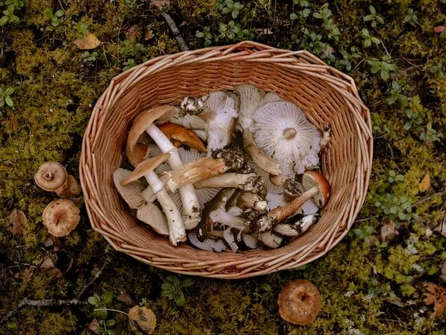 8 setas de primavera comestibles que puedes encontrar en el Alto Tajo