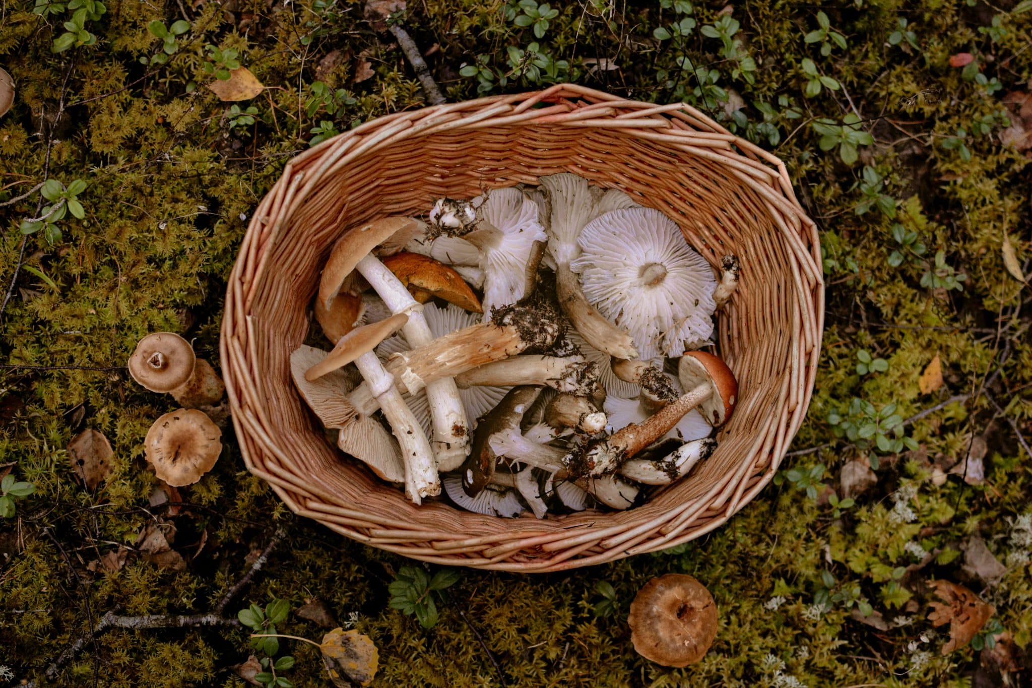 8 edible spring mushrooms that you can find in the Alto Tajo region