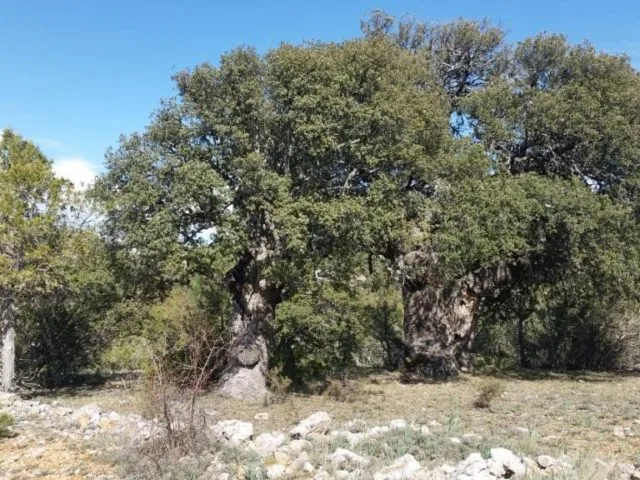 SL PNAT 8 Ruta de las Encinas (Pinilla de Molina)