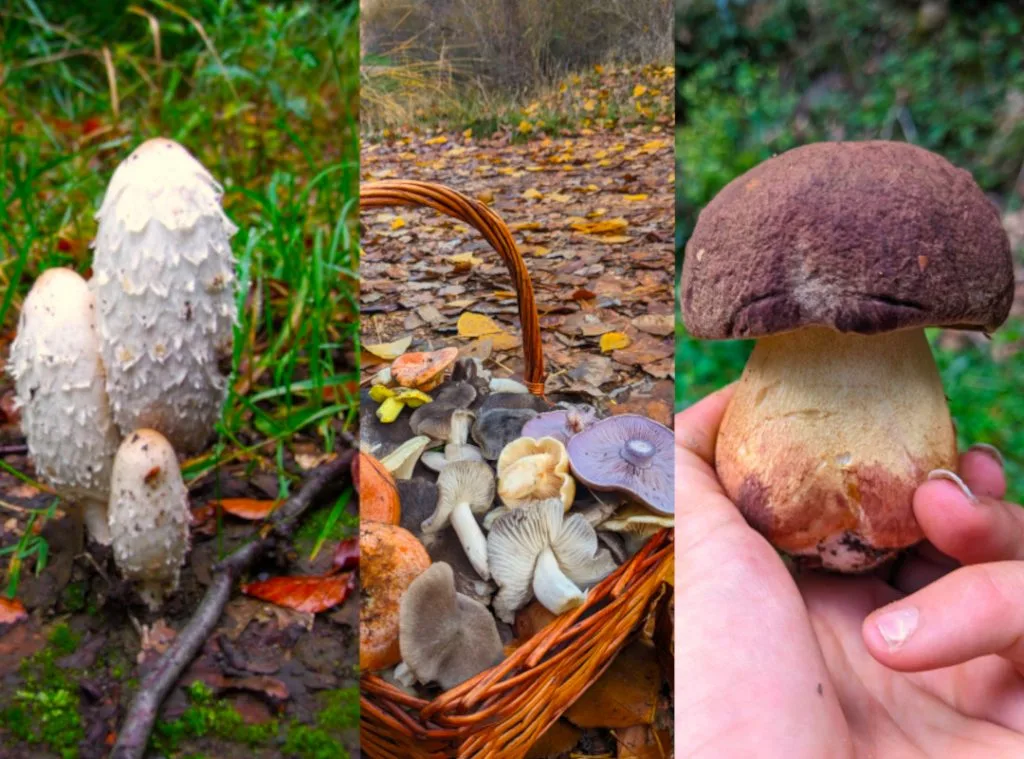 15 setas comestibles de otoño que puedes encontrar en el Alto Tajo
