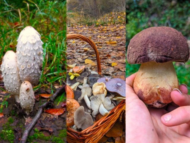 15 setas comestibles de otoño que puedes encontrar en el Alto Tajo
