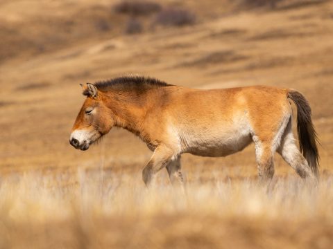 przewalski