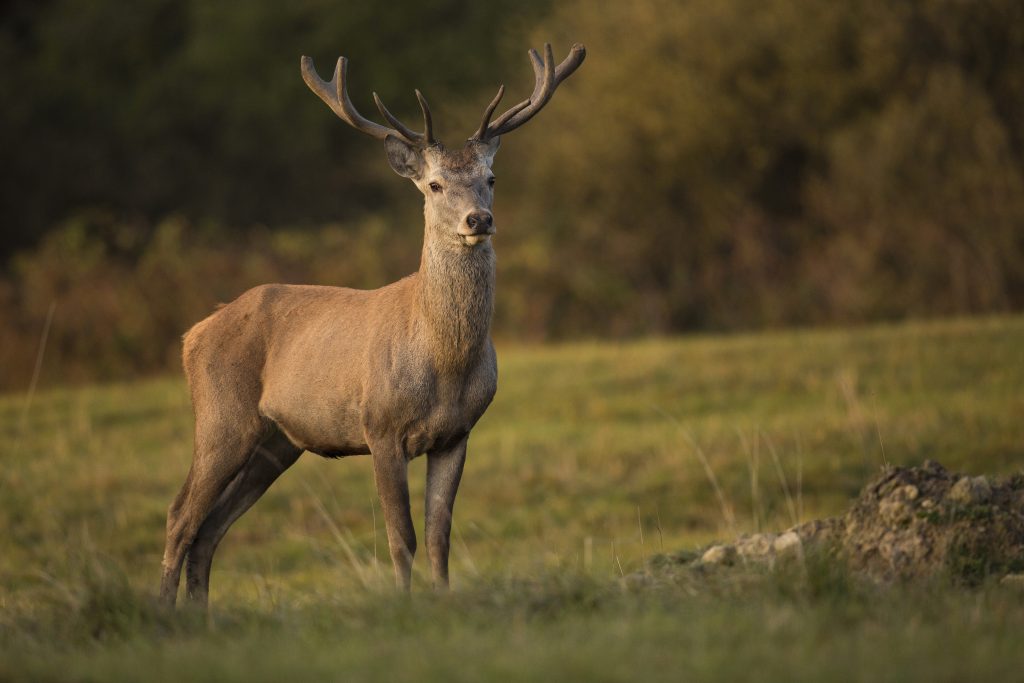 cerf élaphe nature habitat cerf rut faune européenne