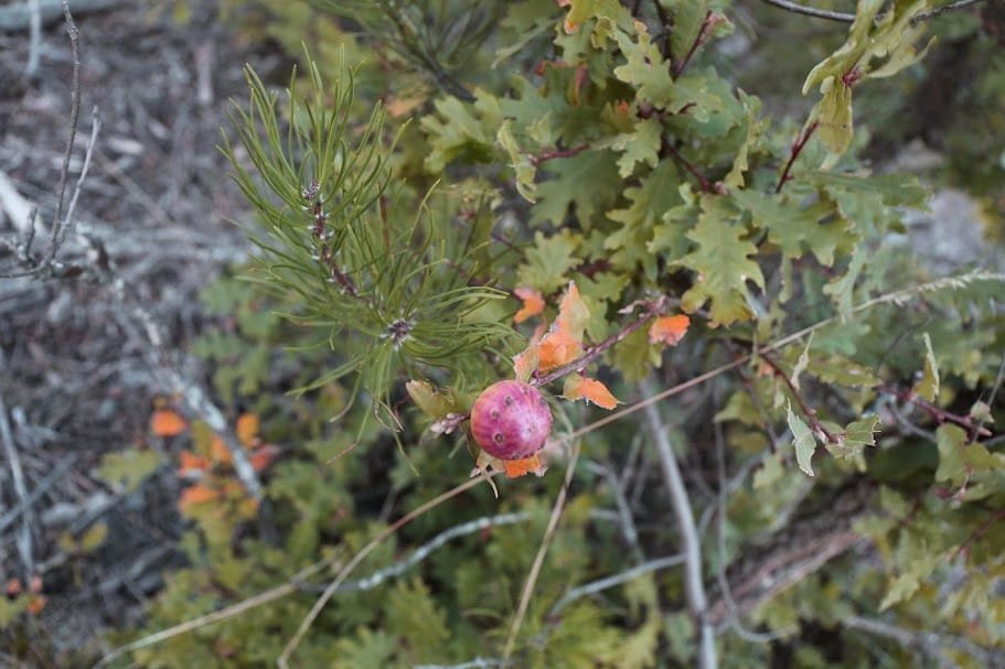 7 lugares mágicos para disfrutar del otoño en el Alto Tajo 7 roble
