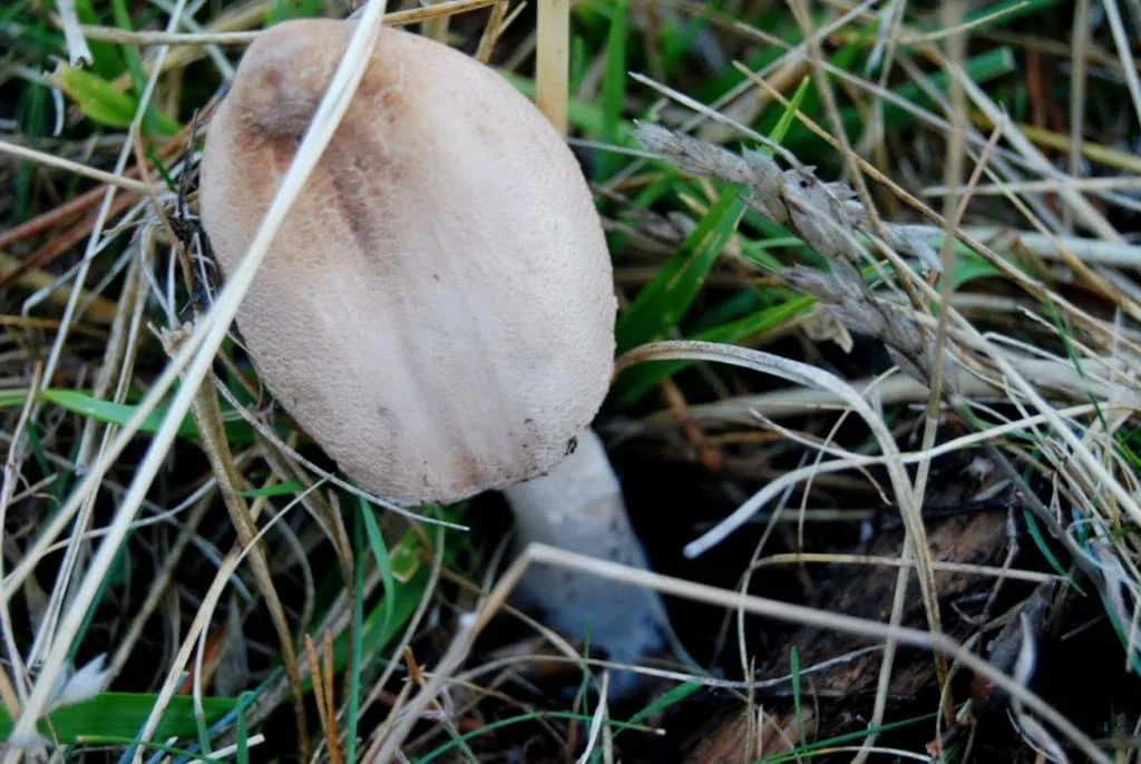 Acotado micológico La Sierra 3 seta